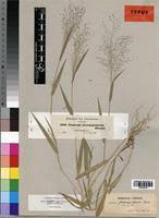 Image result for Panicum heterostachyum