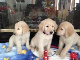 Golden retriever litter of 5 puppies for sale near ingleside, illinois, usa. Akc Golden Retriever Puppies For Sale In Huntley Illinois Classified Americanlisted Com