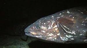 The coelacanths (derived from coelacanthiformes, and named after the carboniferous genus coelacanthus) are today represented by a single genus, latimeria, living in deep water off the coasts of madagascar, a few parts of east africa and sulawesi, indonesia. Coelacanth Description Habitat Discovery Facts Britannica