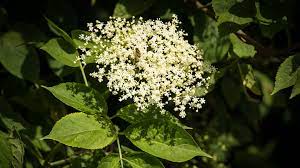 Removing the old dead flowers properly can force a new flush of blossoms or encourage further healthy growth. Elder Sambucus Nigra British Trees Woodland Trust