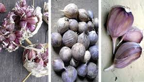 The garlic bulbs are usually ready 2 to 4 weeks after the scapes have emerged. Features Of Planting Garlic Bulbils Rounds Cloves Ukrup Ukrap Chesnok Ot Proizvoditelya