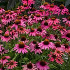 Echinacea Glowing Dream Purple Coneflower To Hide Spent Tulips Plant The Seeds In The Spring In Humus Rich Well Planting Tulips Beautiful Blooms Echinacea