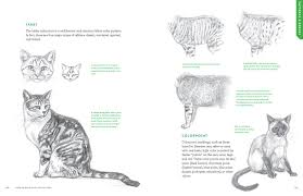 Showing their independence, darling, denby, corduroy, tweed, and wembley are beginning to demonstrate their individual personalities: How To Draw Cats And Kittens A Complete Guide For Beginners Amazon Fr Amberlyn J C Livres Anglais Et Etrangers