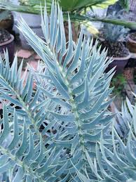 Image result for Encephalartos senticosus