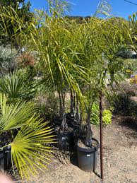 Image result for Syagrus