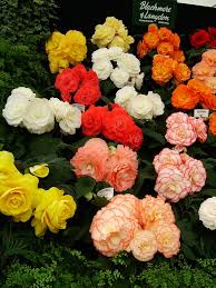 Image result for Begonia poculifera