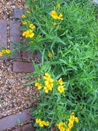 Lady bird johnson wildflower center focused on protecting and preserving north america's native plants through native plant lists and image galleries, conservation, education, natural landscapes. Super Drought Tolerant Plants For Central Texas Lisa S Landscape Design