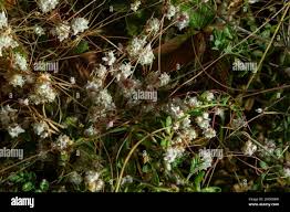 Image result for Cuscuta approximata