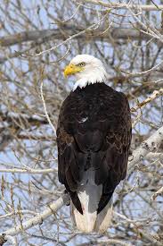 With five number one singles and six number one albums, six grammy awards, and five american music awards, the eagles were one of the most successful musical acts of the 1970s in north america. Places To See Bald Eagles In Utah