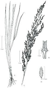 Image result for Eragrostis atrovirens