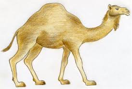 They have an upper lip that is split in two with each part separately. Bio Adapting To The Environment Camel Diagram Quizlet