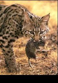 Other killers of poultry include coyotes, foxes, skunks, raccoons, feral cats, dogs, opossums. Https Www Burbankpd Org Assets 1 7 Bobcat Brochure 6 17 16 2 Pdf