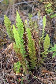 Image result for Mohria