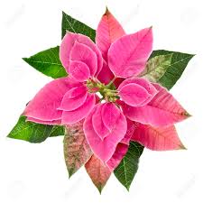 Christmas Flower Poinsettia Isolated On A White Background