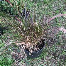 We did not find results for: Pennisetum Fountain Grass In Gardentags Plant Encyclopedia