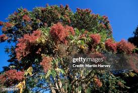 Image result for Hagenia abyssinica