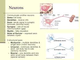 Download ebook bio neuron function pogil answer key diseases. Central Nervous System Cns Peripheral Nervous System Pns Ppt Video Online Download