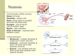 Thank you for reading neuron function pogil answer key. Central Nervous System Cns Peripheral Nervous System Pns Ppt Video Online Download