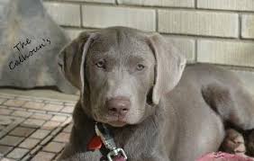Silver labrador retriever puppies for sale. Silverwater Labradors We Sell Silver Charcoal Fox Red Chocolate Labradors Silver Labs