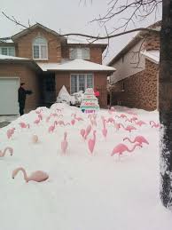 Birthday Lawn Signs Rental Toronto Canadian Flamingos Birthdaysigns Ca Serving Toronto And Surrounding Area Birthday Ideas Pink Flamingos Lawn Ornaments Flamingo Pink Flamingos