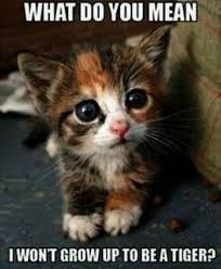 19 Baby Animals Funny Meme Super Cute Meme Cell Cute Kittens Kedi Esprileri Komik Hayvan Fotograflari