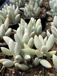 Image result for Senecio conrathii