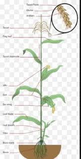 We did not find results for: Gambar Morfologi Daun Jagung Gambar Daun Tanaman