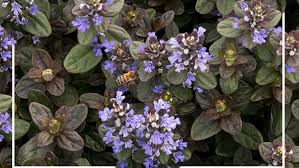 We did not find results for: Best Early Spring Flowering Plants To Attract Pollinators Finegardening