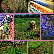 Level 3 unlock the level 3 . Join Us And Help On A Small Herbal Farm With An Open Garden In Beautiful Mystique Nature In Naceradec Czech Republic