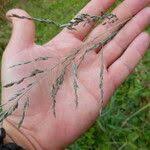 Image result for Eragrostis atrovirens