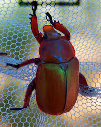 Maybe you would like to learn more about one of these? Christmas Beetle From Australia What S That Bug