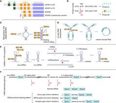 Elite, liftmaster, chamberlain professional products and ags automatic gate supply. Frontiers A To I Rna Editing In Cancer From Evaluating The Editing Level To Exploring The Editing Effects Oncology
