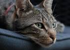 European Shorthair Cat Pictures and Information - Cat Breeds