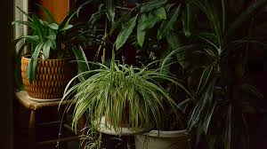 Almost all house plants go into hibernation mode over the winter, which means they don't need as much water. Get Rid Of Bugs Before You Bring Plants Indoors For Winter Buffalo Niagaragardening Com