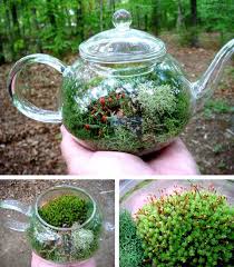 A Glass Teapot Transforms Into A Unique Moss Terrarium That Would Feel Right At Home In The Kitchen Tea Pots Terrarium Containers Indoor Gardens