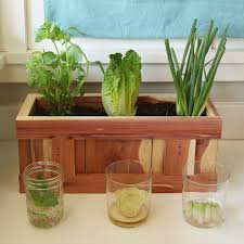 Something To Do At Home And Save You Money Video Growing Vegetables Plants Edible Garden