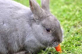 Rabbits can eat all of the carrot tops that they want. Rabbit Eating Carrot Stock Photo Picture And Royalty Free Image Image 8647520