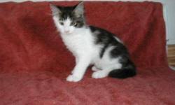Microchip vaccination deworming health certificate don't hesitate to contact for details! Maine Coon Kittens Price 400 For Sale In Grand Rapids Michigan Best Pets Online