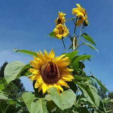 When and how to plant spring or early summer, when the soil is starting to warm up, is the best time to sow sunflower seeds. Sunflower Baguio City Travel Photos Baguio