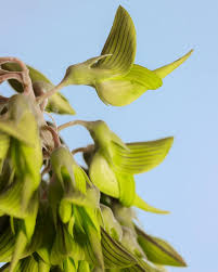 Image result for Crotalaria quarrei