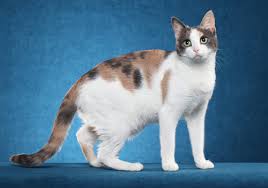 With extensive experience at vets and as a human caregiver, we are able to handle most things. Best Of Breed
