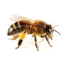 Indian Honey Bee