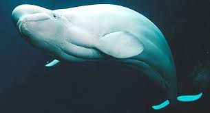 Resultado de imagen de BALLENA BELUGA