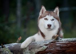 About Miniature Siberian Huskies All About Siberian Huskies