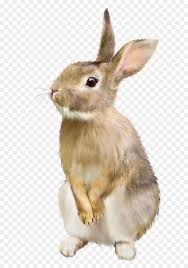 Easter Bunny Background Unlimited Download Cleanpng Com In 2020 Bunny Rabbit Art Rabbit Png Wild Animals Pictures