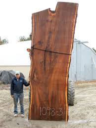 Huge English Elm Slab Tronco
