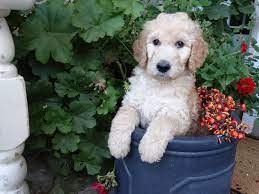 We Breed F1b And F2b Goldendoodle Puppies Like Our Page Mountainwestgoldendoodles Goldendoodle Puppy Dog Breeds Puppies