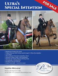 Wisconsin Morgan Horse Club Newsletter