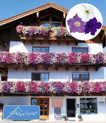 Leuchtende blüher wie petunien, geranien, lavendel und co. Hange Petunien Alpetunia Kollektion Mein Schrebergarten