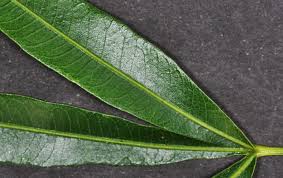 Image result for Searsia lancea